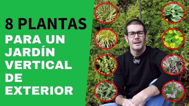 Plantas ideales para jardines verticales